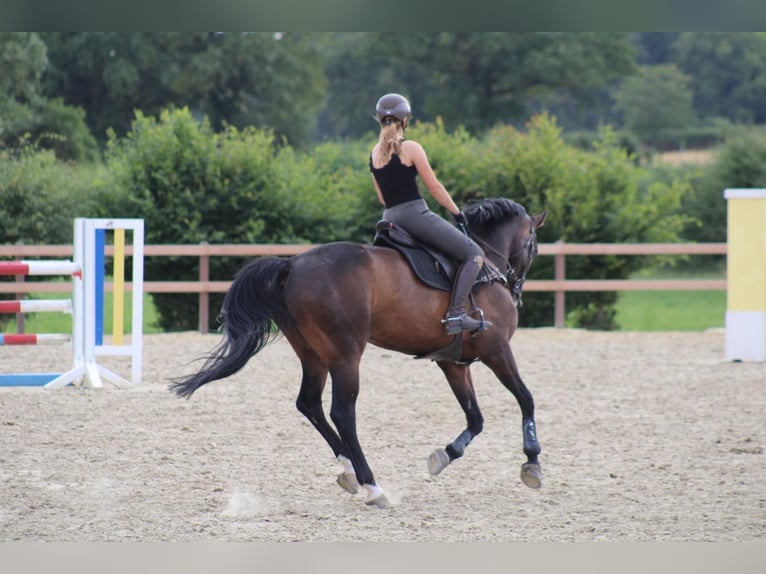 Caballo de salto Oldenburgo Caballo castrado 12 años 172 cm Castaño in Willich