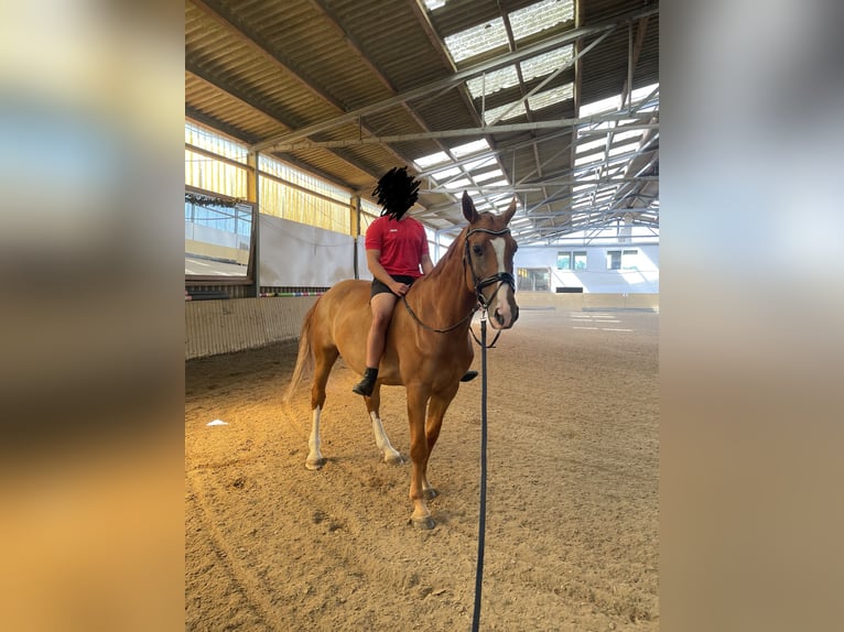 Caballo de salto Oldenburgo Caballo castrado 12 años 173 cm Alazán in Rausdorf