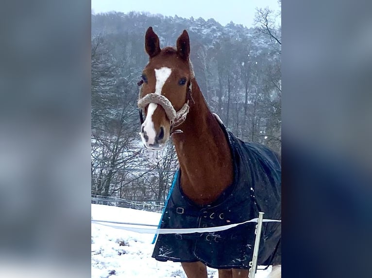 Caballo de salto Oldenburgo Caballo castrado 12 años 173 cm Alazán in Rausdorf