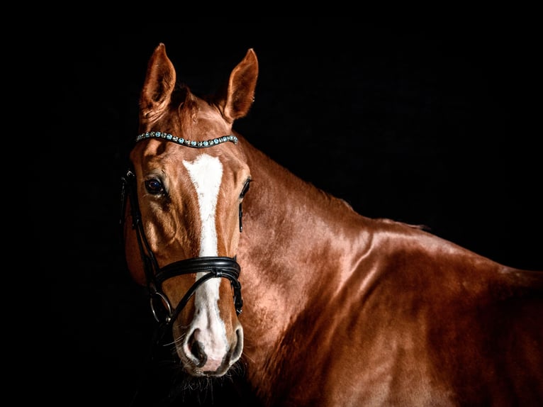 Caballo de salto Oldenburgo Caballo castrado 12 años 173 cm Alazán in Rausdorf