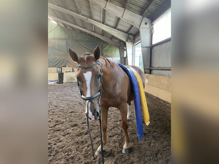 Caballo de salto Oldenburgo Caballo castrado 12 años 173 cm Alazán in Rausdorf