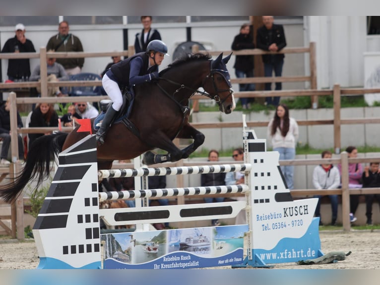 Caballo de salto Oldenburgo Caballo castrado 12 años 178 cm Castaño oscuro in Braunschweig