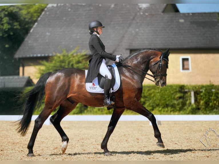 Caballo de salto Oldenburgo Caballo castrado 13 años 168 cm Castaño oscuro in Dornbirn