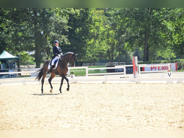 Caballo de salto Oldenburgo Caballo castrado 13 años 168 cm Castaño oscuro in Dornbirn