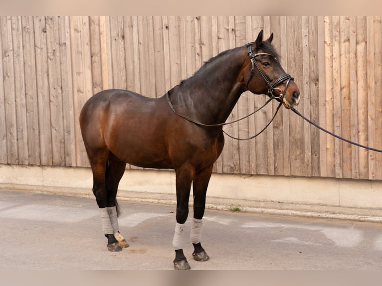 Caballo de salto Oldenburgo Caballo castrado 13 años 168 cm Castaño oscuro in Dornbirn