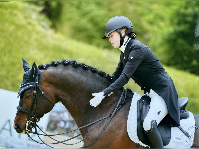 Caballo de salto Oldenburgo Caballo castrado 13 años 168 cm Castaño oscuro in Dornbirn