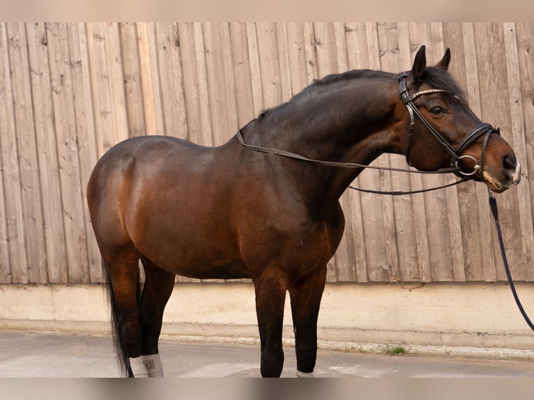 Caballo de salto Oldenburgo Caballo castrado 13 años 168 cm Castaño oscuro in Dornbirn