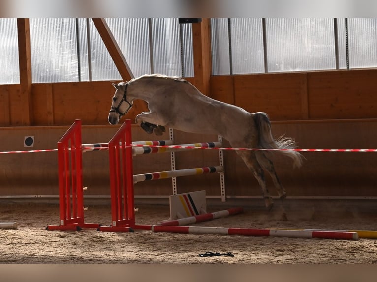 Caballo de salto Oldenburgo Caballo castrado 13 años 168 cm Tordo in Niddatal