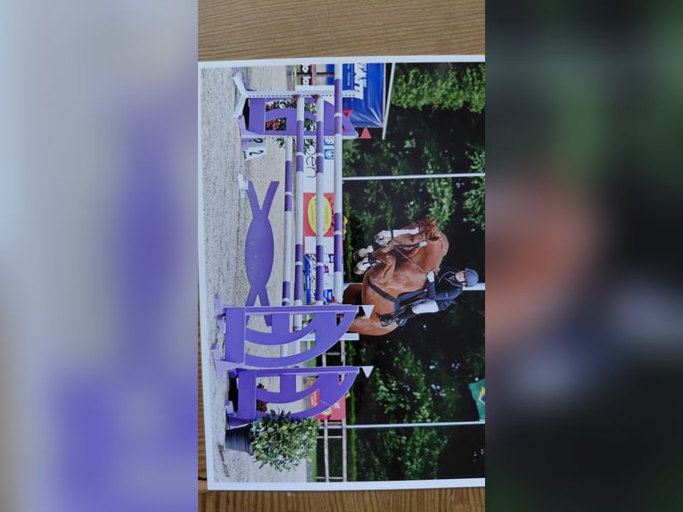 Caballo de salto Oldenburgo Caballo castrado 13 años 170 cm Alazán in Saterland