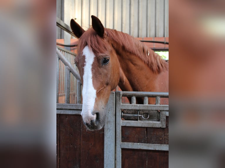 Caballo de salto Oldenburgo Caballo castrado 13 años 170 cm Alazán in Saterland