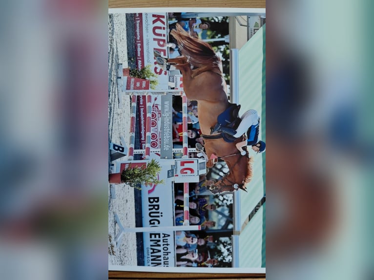 Caballo de salto Oldenburgo Caballo castrado 13 años 170 cm Alazán in Saterland