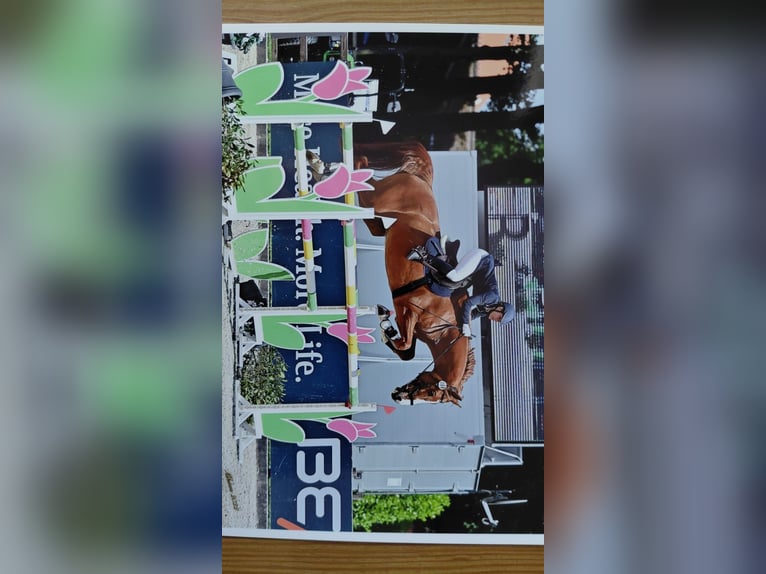 Caballo de salto Oldenburgo Caballo castrado 13 años 170 cm Alazán in Saterland