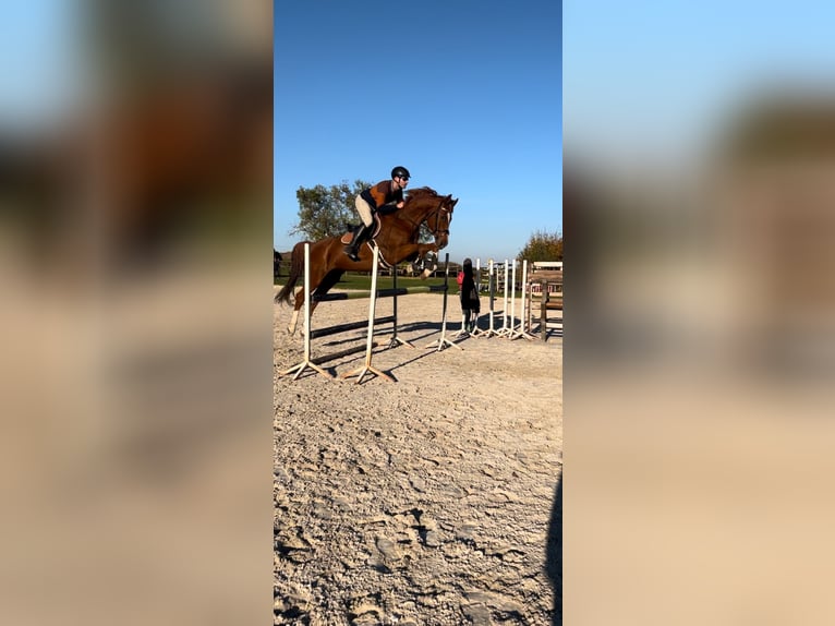 Caballo de salto Oldenburgo Caballo castrado 13 años 172 cm Alazán-tostado in Enying