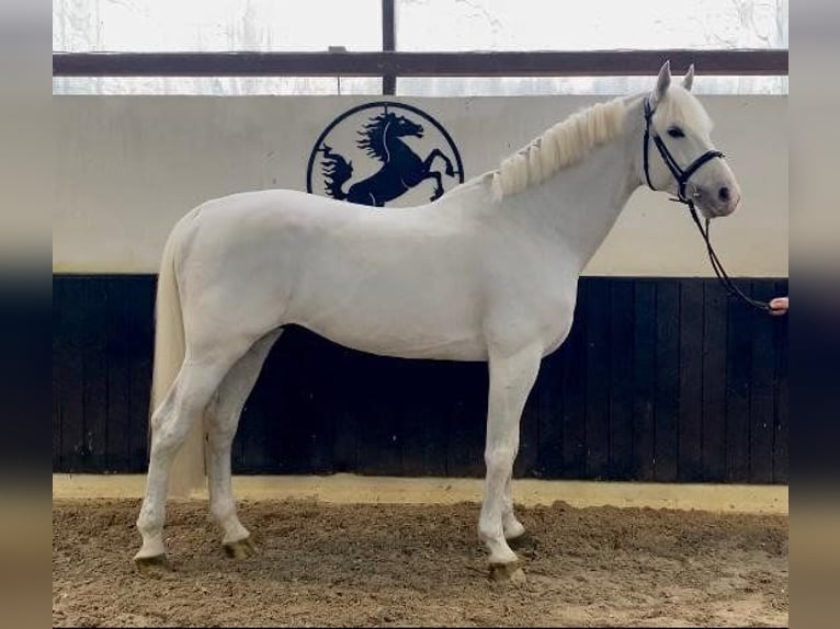 Caballo de salto Oldenburgo Caballo castrado 13 años 172 cm Tordo in Overath