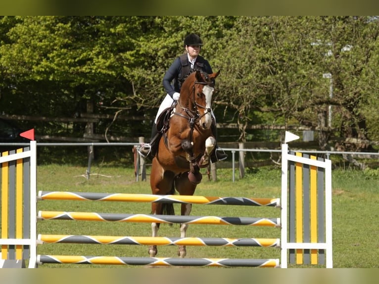 Caballo de salto Oldenburgo Caballo castrado 13 años 173 cm Castaño in Schwarzenbek