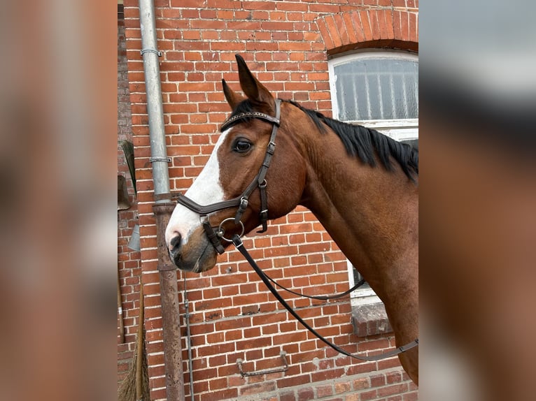 Caballo de salto Oldenburgo Caballo castrado 13 años 173 cm Castaño in Celle