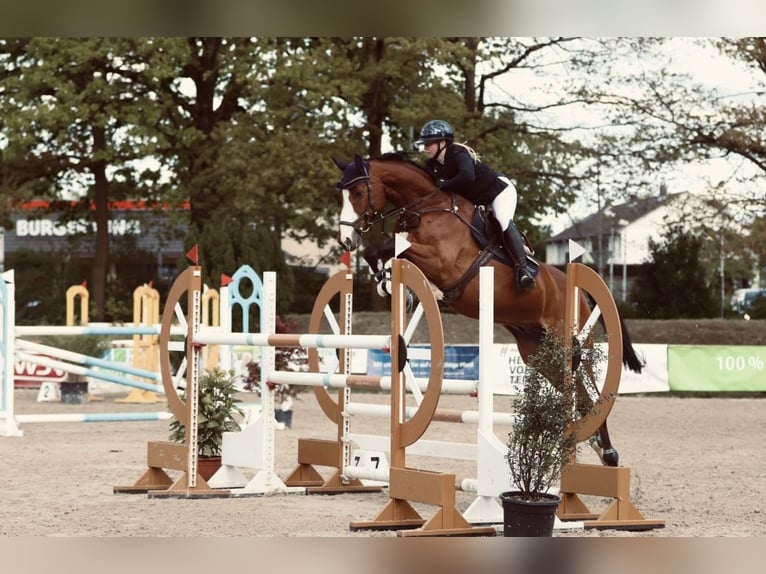 Caballo de salto Oldenburgo Caballo castrado 13 años 173 cm Castaño in Celle