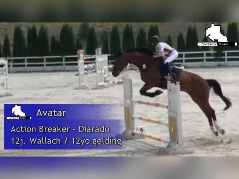 Caballo de salto Oldenburgo Caballo castrado 13 años 174 cm Castaño in Gadow