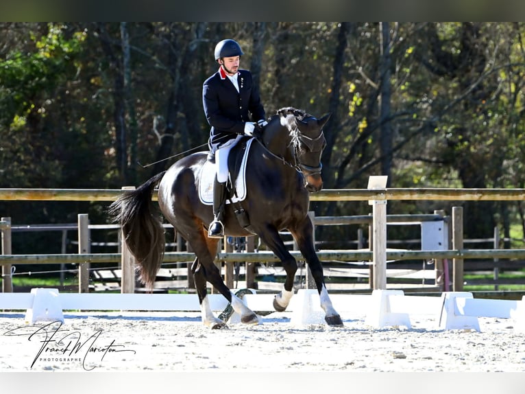 Caballo de salto Oldenburgo Caballo castrado 13 años 175 cm Castaño oscuro in Var