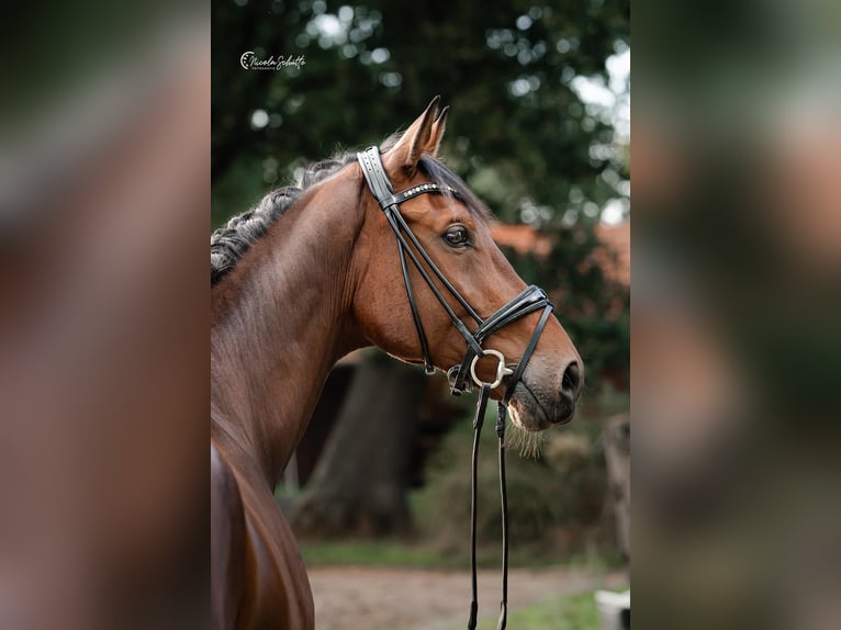 Caballo de salto Oldenburgo Caballo castrado 13 años 176 cm Castaño in Bad Zwischenahn