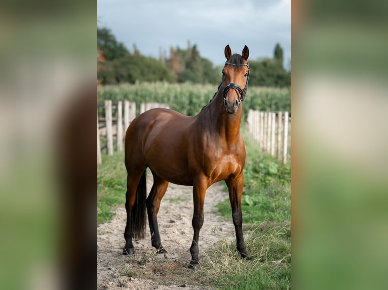 Caballo de salto Oldenburgo Caballo castrado 13 años 176 cm Castaño in Bad Zwischenahn