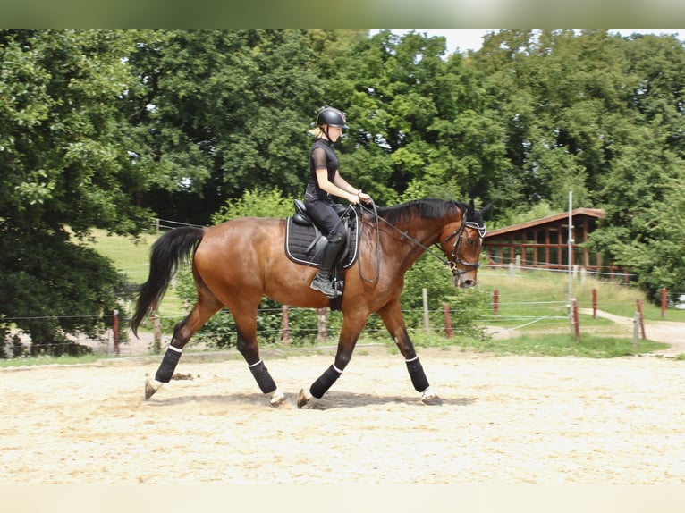 Caballo de salto Oldenburgo Caballo castrado 13 años 178 cm  in Coppenbrügge