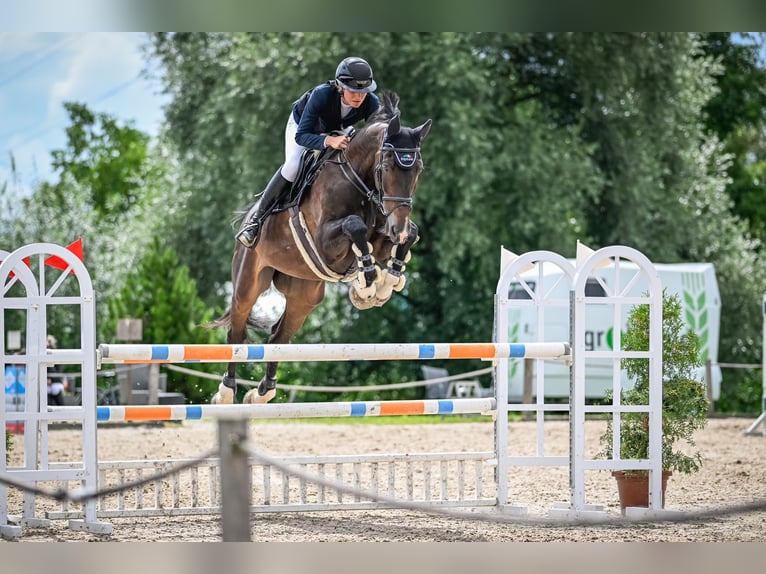 Caballo de salto Oldenburgo Caballo castrado 13 años 180 cm Castaño oscuro in Gossau SG 2