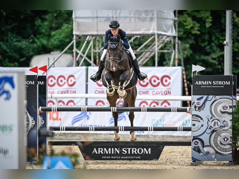 Caballo de salto Oldenburgo Caballo castrado 13 años 180 cm Castaño oscuro in Gossau SG 2