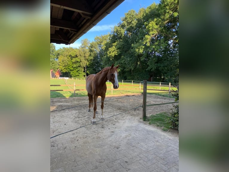 Caballo de salto Oldenburgo Caballo castrado 14 años 164 cm Alazán in Merzen