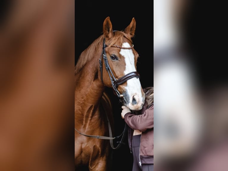 Caballo de salto Oldenburgo Caballo castrado 14 años 164 cm Alazán in Merzen