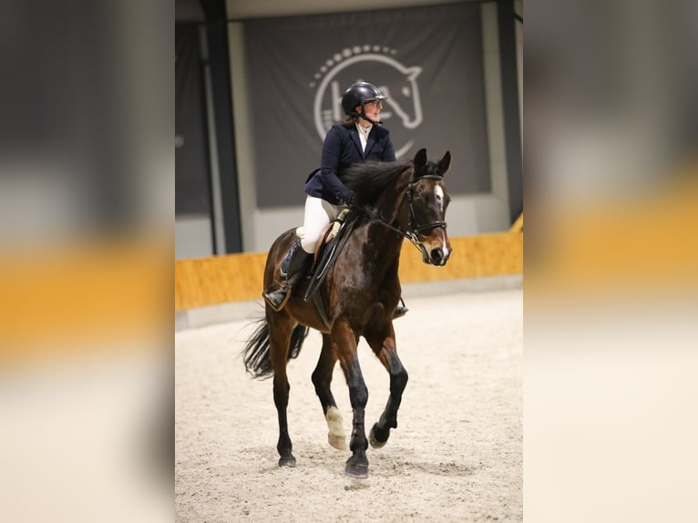 Caballo de salto Oldenburgo Caballo castrado 14 años 167 cm Morcillo in Rydzyna