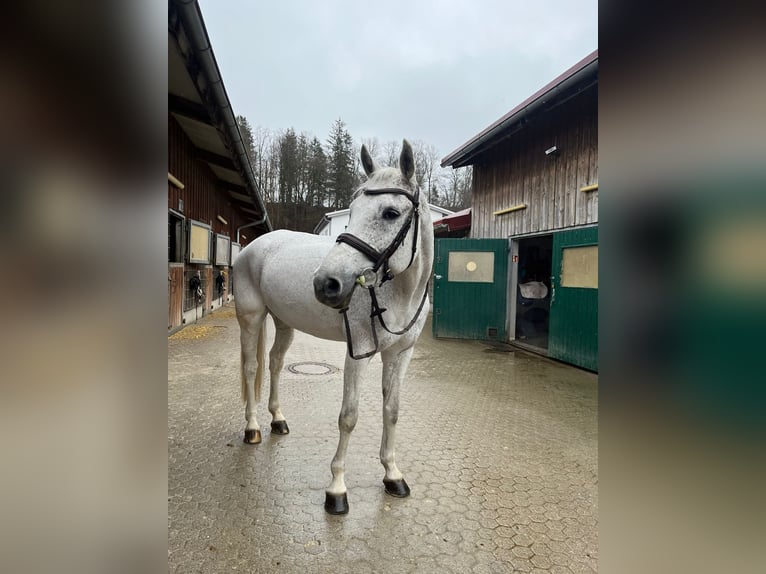 Caballo de salto Oldenburgo Caballo castrado 14 años 168 cm Tordo in Aying