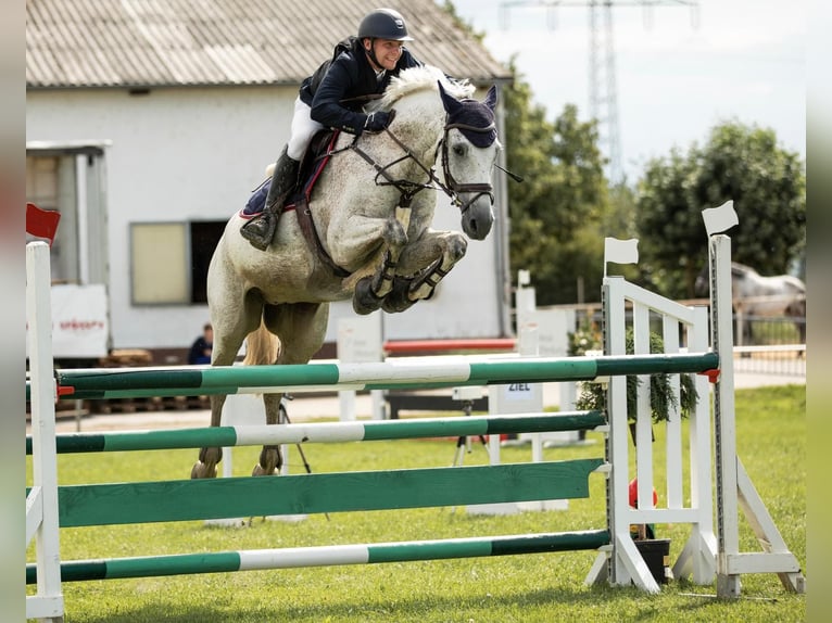 Caballo de salto Oldenburgo Caballo castrado 14 años 168 cm Tordo in Aying