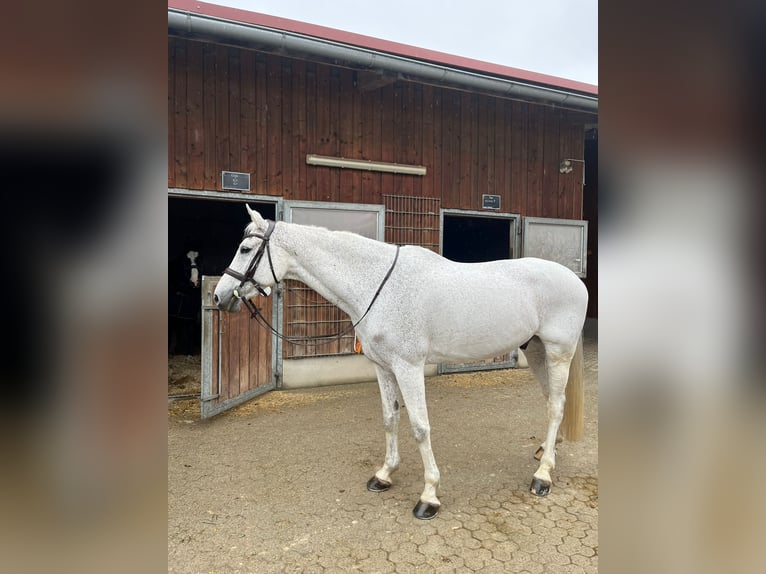 Caballo de salto Oldenburgo Caballo castrado 14 años 168 cm Tordo in Aying