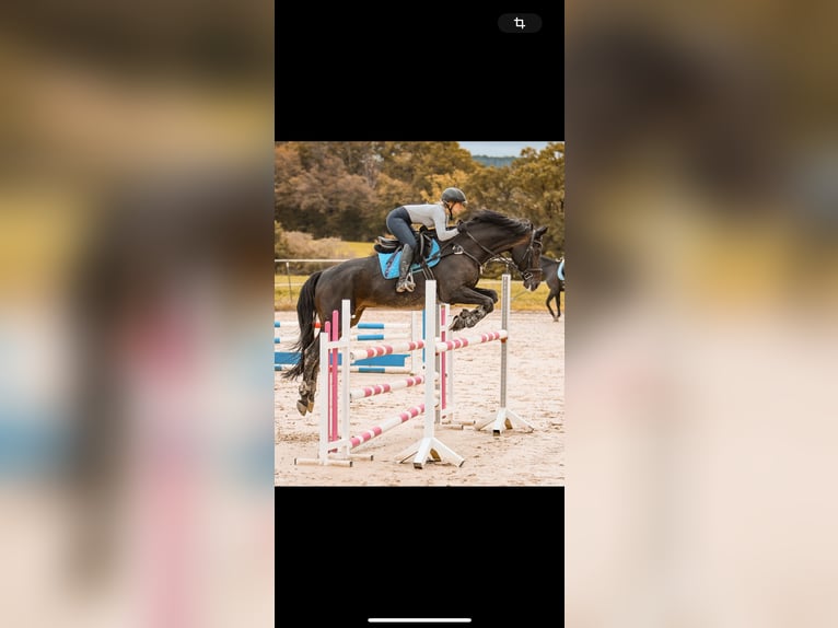 Caballo de salto Oldenburgo Caballo castrado 14 años 170 cm Castaño oscuro in Velbert
