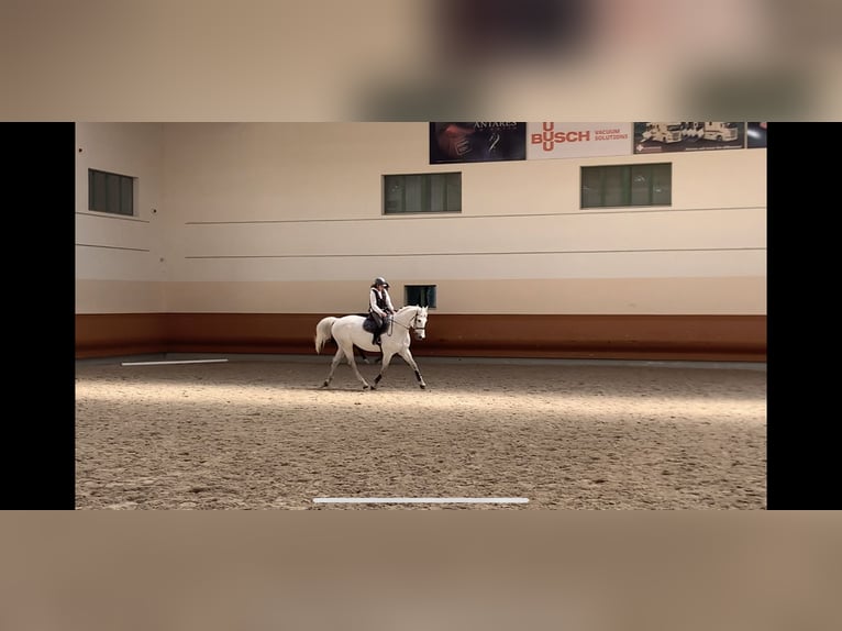 Caballo de salto Oldenburgo Caballo castrado 14 años 170 cm Tordo in Porrentruy