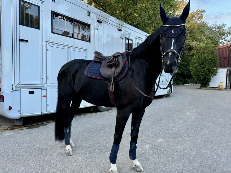 Caballo de salto Oldenburgo Caballo castrado 14 años 173 cm Negro in Baden-Baden