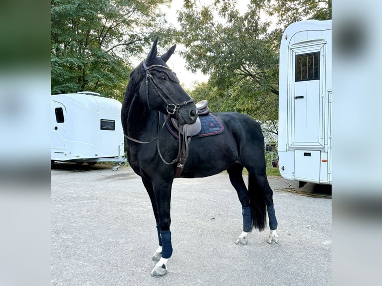 Caballo de salto Oldenburgo Caballo castrado 14 años 173 cm Negro in Baden-Baden