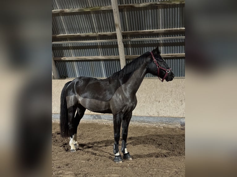 Caballo de salto Oldenburgo Caballo castrado 14 años 173 cm Negro in Baden-Baden