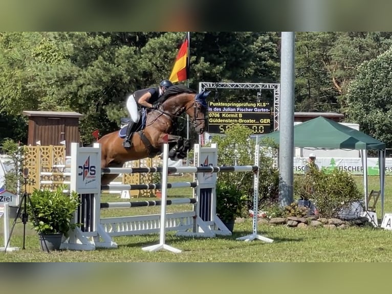 Caballo de salto Oldenburgo Caballo castrado 14 años 176 cm Castaño in WardenburgWardenburg