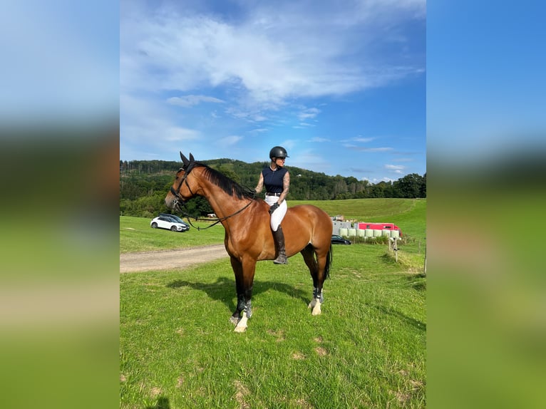 Caballo de salto Oldenburgo Caballo castrado 14 años 177 cm Castaño in Overath