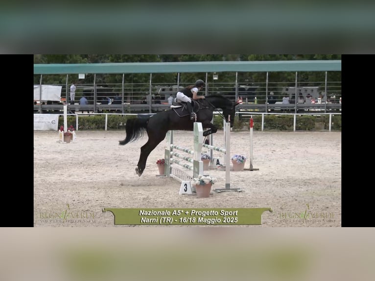 Caballo de salto Oldenburgo Caballo castrado 14 años 178 cm Negro in Torreorsina