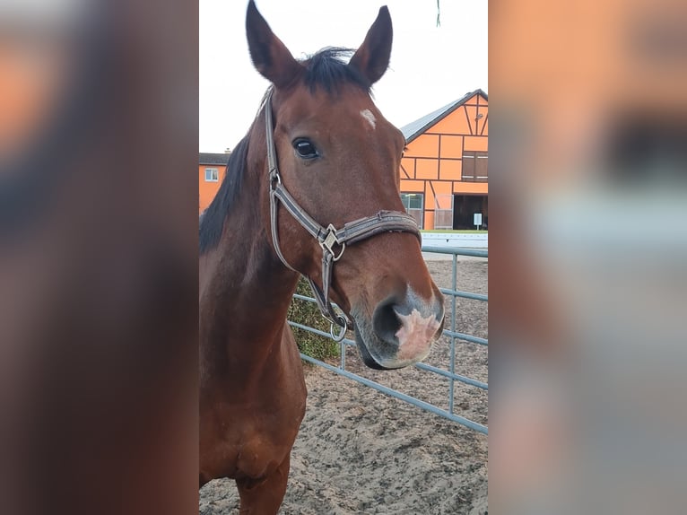 Caballo de salto Oldenburgo Caballo castrado 14 años 179 cm Castaño in Schönwalde