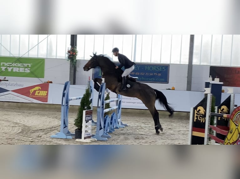 Caballo de salto Oldenburgo Caballo castrado 14 años 186 cm Castaño in München