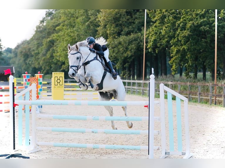 Caballo de salto Oldenburgo Caballo castrado 15 años 174 cm Tordo in 's-Graveland