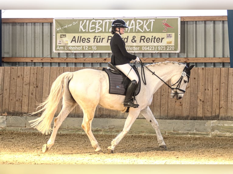 Caballo de salto Oldenburgo Caballo castrado 16 años 163 cm Tordo in Neustadt (Hessen)