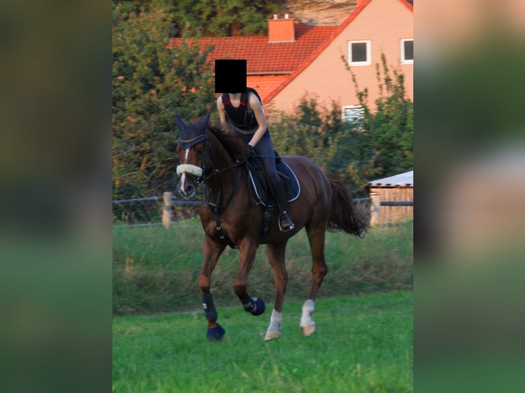 Caballo de salto Oldenburgo Caballo castrado 16 años 168 cm Alazán in Göttingen