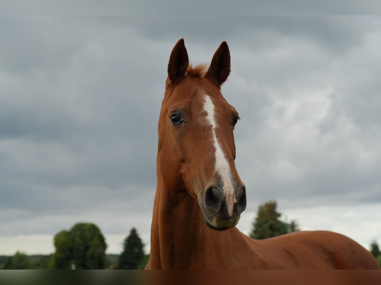 Caballo de salto Oldenburgo Caballo castrado 16 años 168 cm Alazán in Göttingen