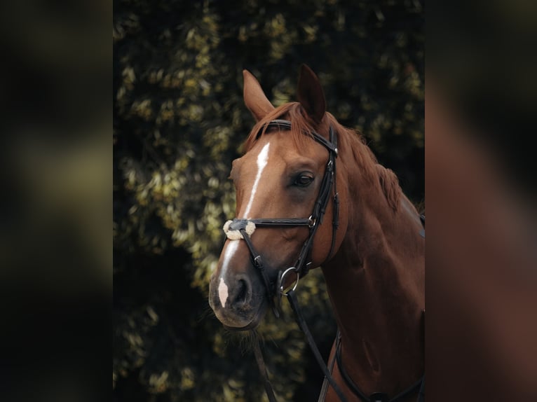 Caballo de salto Oldenburgo Caballo castrado 16 años 170 cm Alazán in Kranzberg