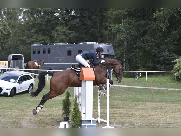 Caballo de salto Oldenburgo Caballo castrado 16 años 172 cm Castaño in Winkelsett